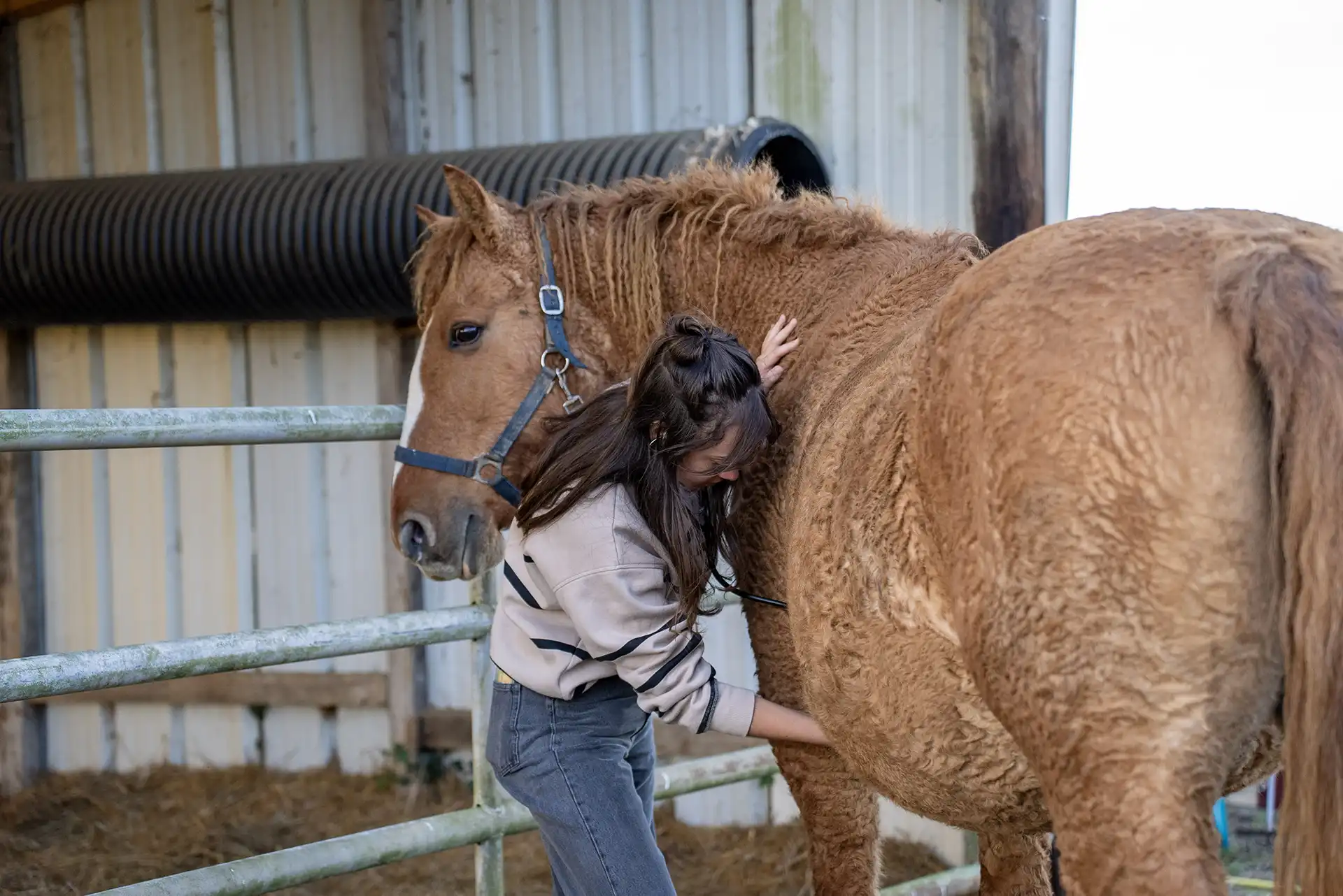 Bien être chevaux american Curly