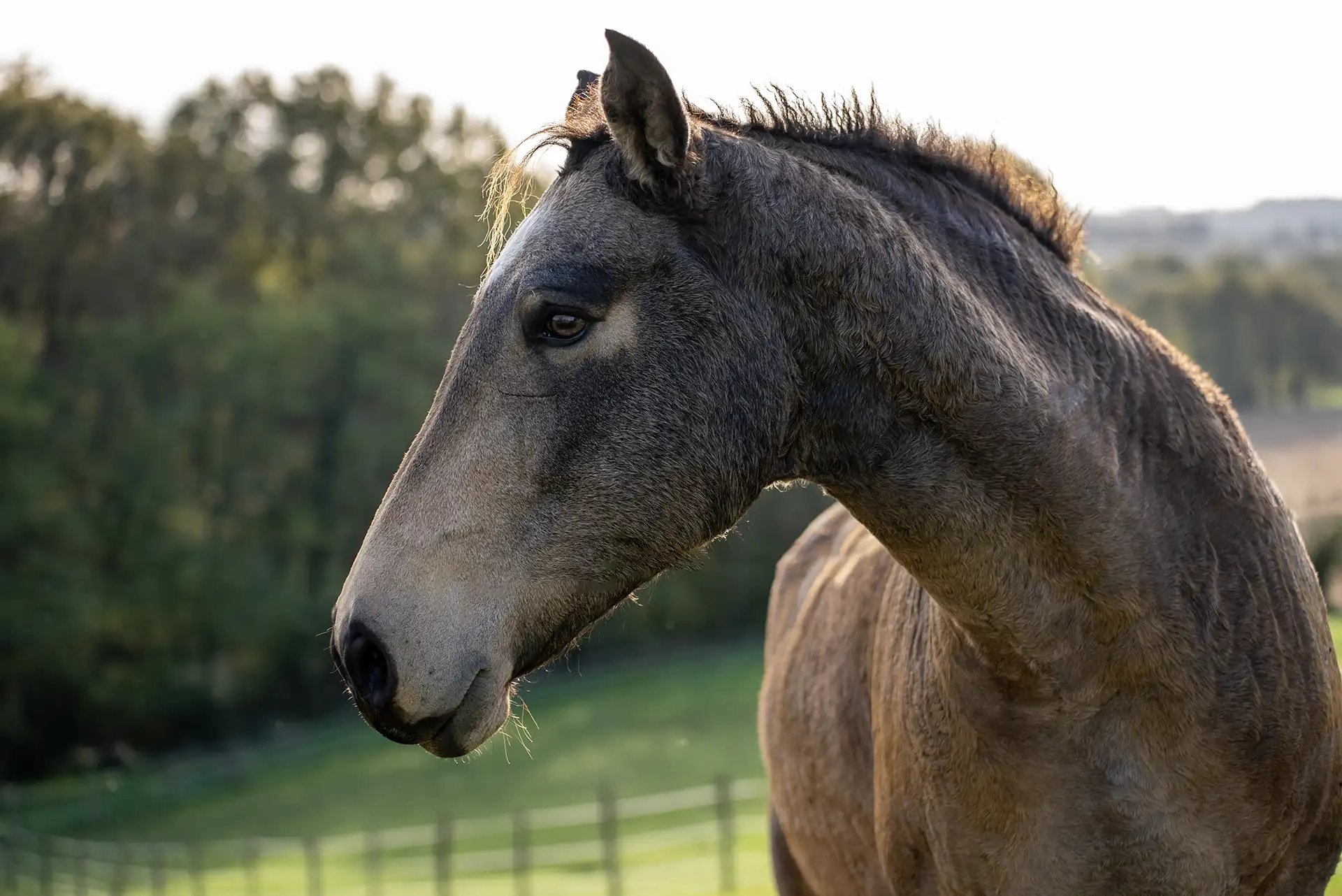 Curly élevage chevaux