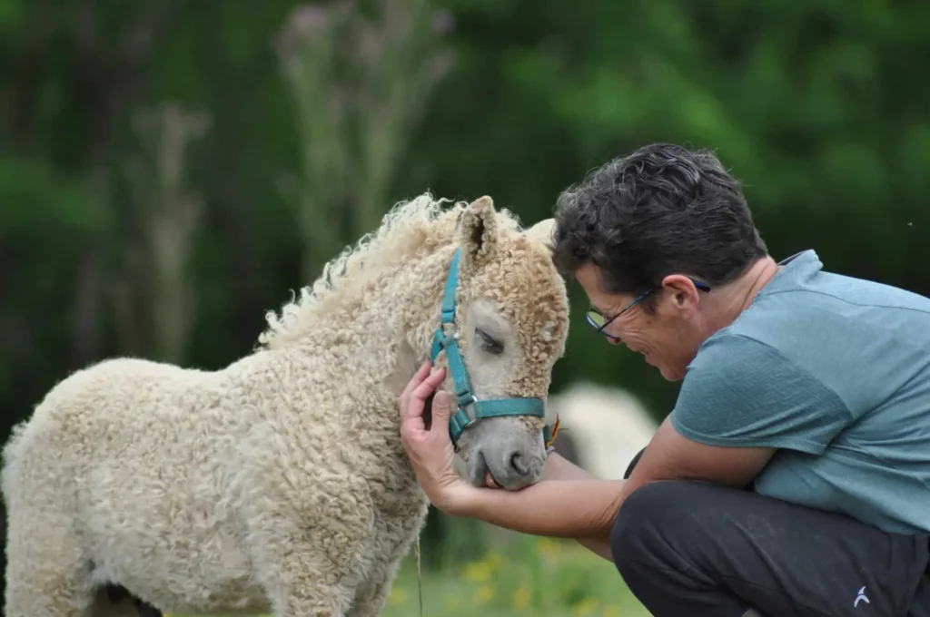 american-curly-mediation-equine-scaled