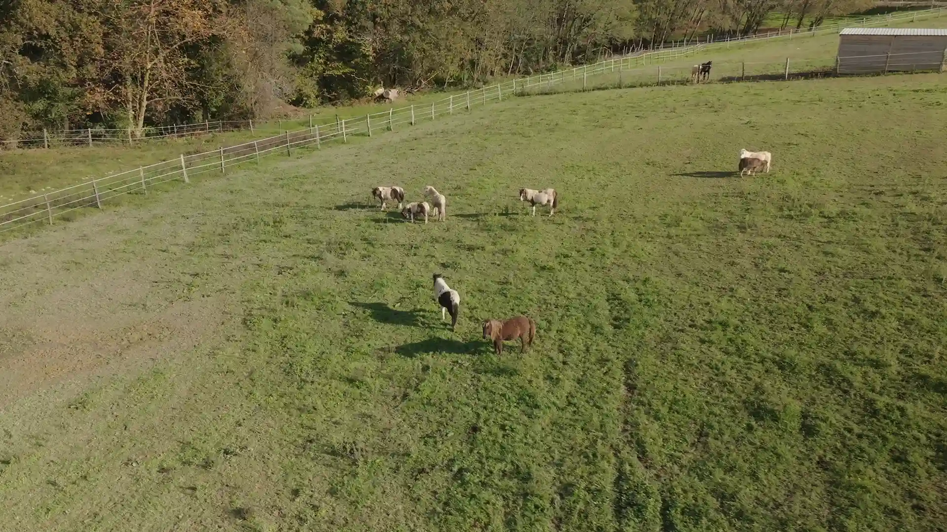 Troupeau Poneys Curly