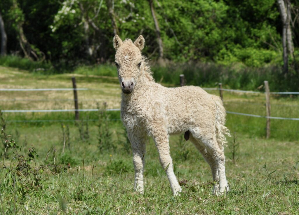 miniature curly